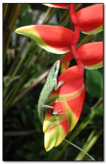 Heliconia in the Kiahuna Plantation garden