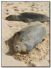 Monk seals